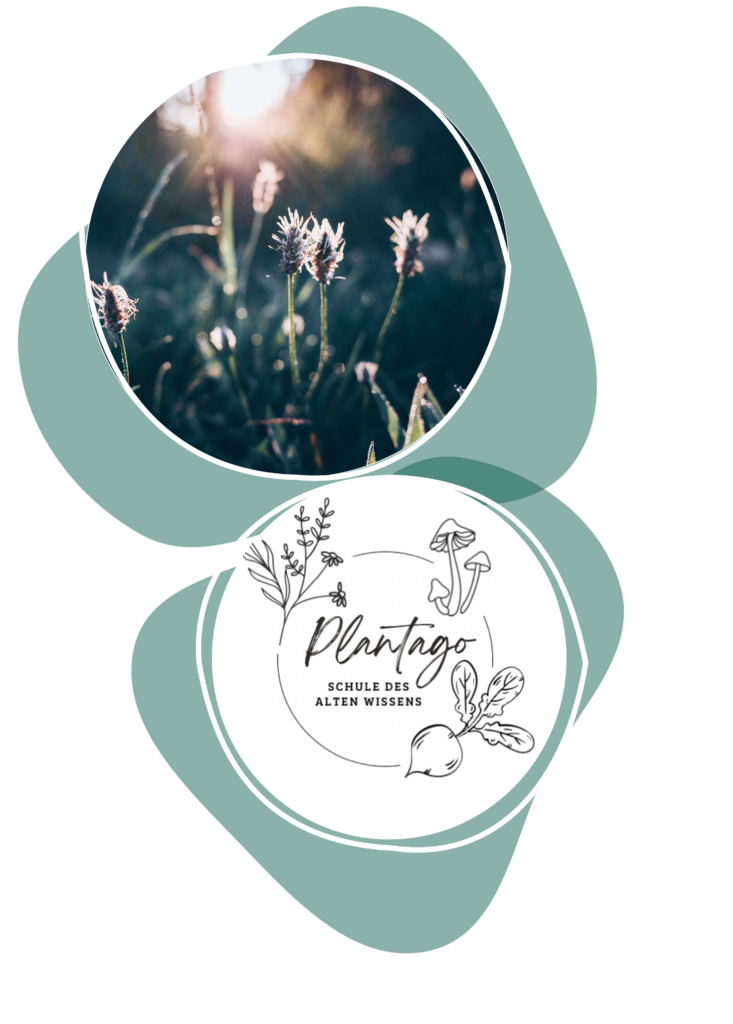 Plantago Schule